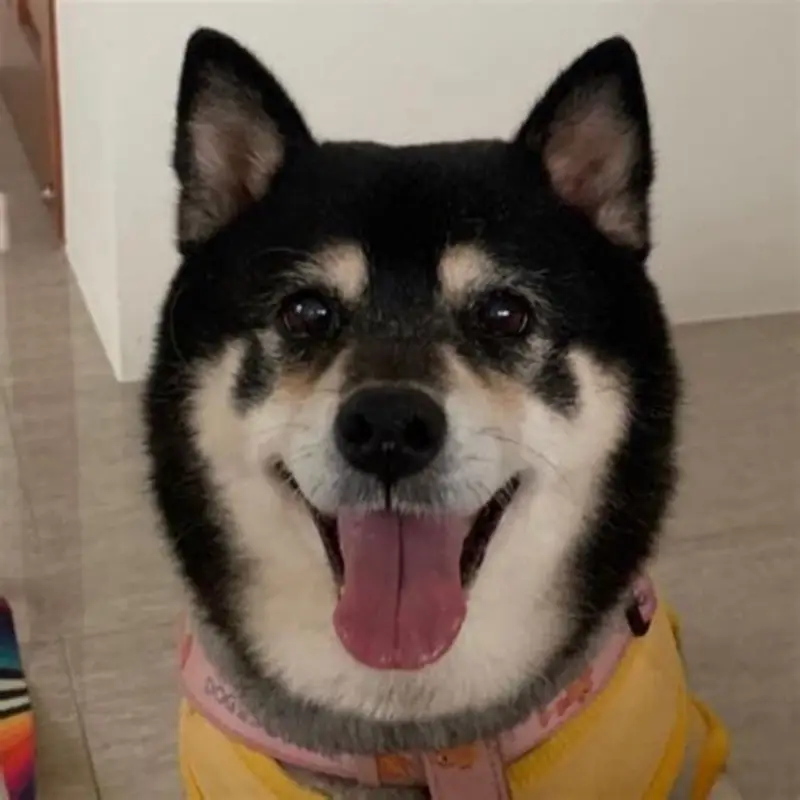 用于图生图的柴犬原始照片
